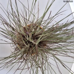 Schizachyrium scoparium 'Ha Ha Tonka' PBR