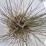 Schizachyrium scoparium 'Ha Ha Tonka' PBR