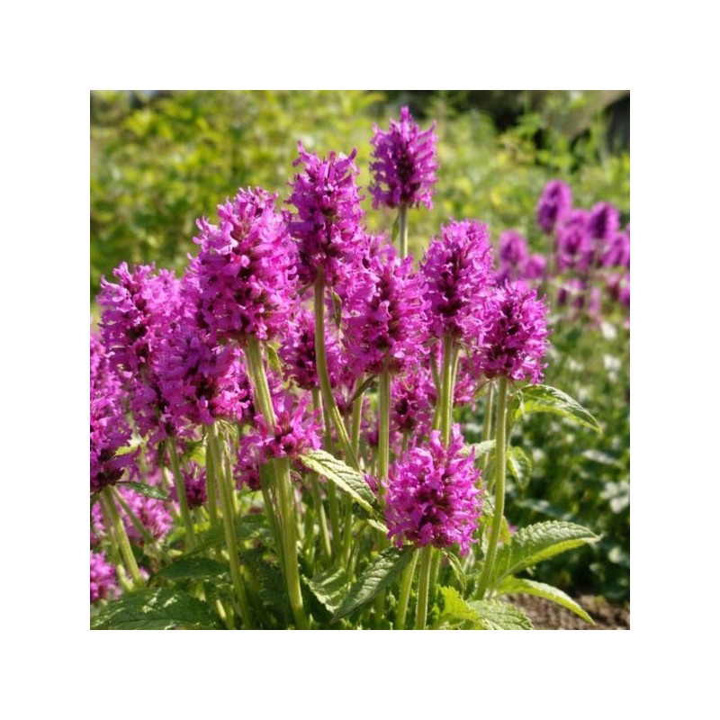 Betonica officinalis 'Miss Magenta'
