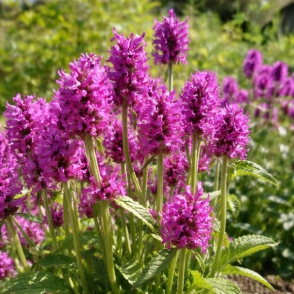 Betonica officinalis 'Miss Magenta'