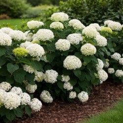 Hydrangea ar. BELLARAGAZZA...