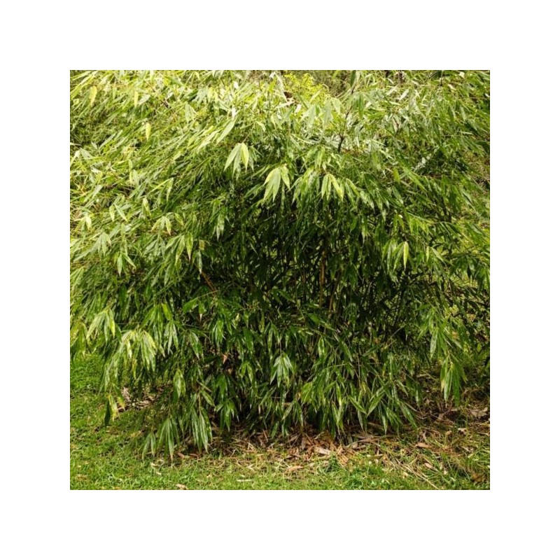 Fargesia robusta 'Wenchuan' ('Formidable')