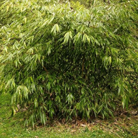 Fargesia robusta 'Wenchuan' ('Formidable')