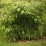 Fargesia robusta 'Wenchuan' ('Formidable')