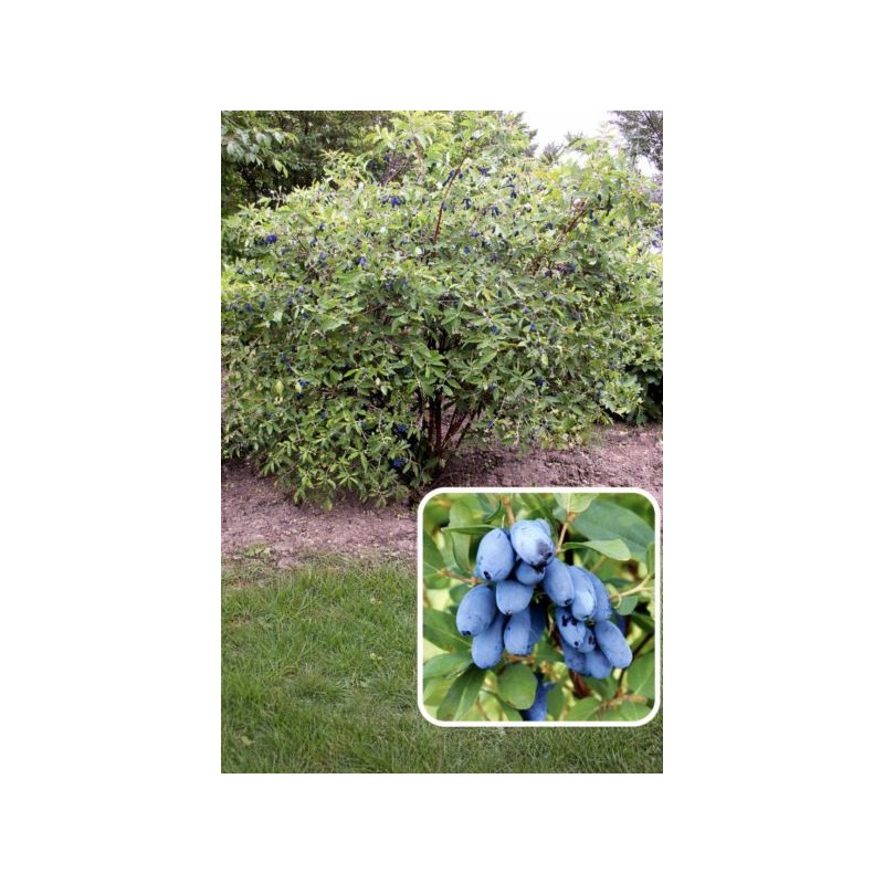Lonicera caerulea 'Boreal Beauty'