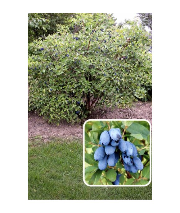 Lonicera caerulea 'Boreal Beauty'