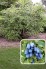 Lonicera caerulea 'Boreal Beauty'