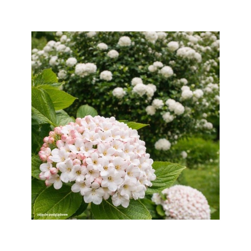 Viburnum ×carlcephalum
