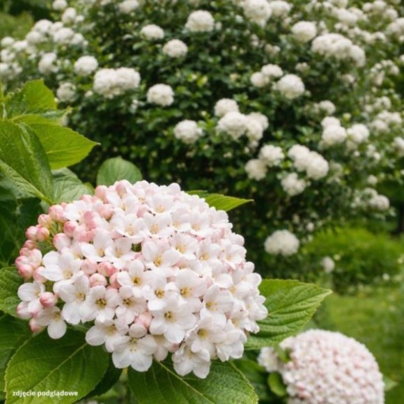 Viburnum ×carlcephalum