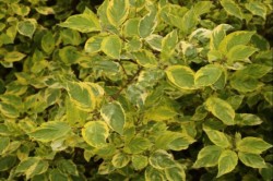 Cornus alba 'Spaethii'