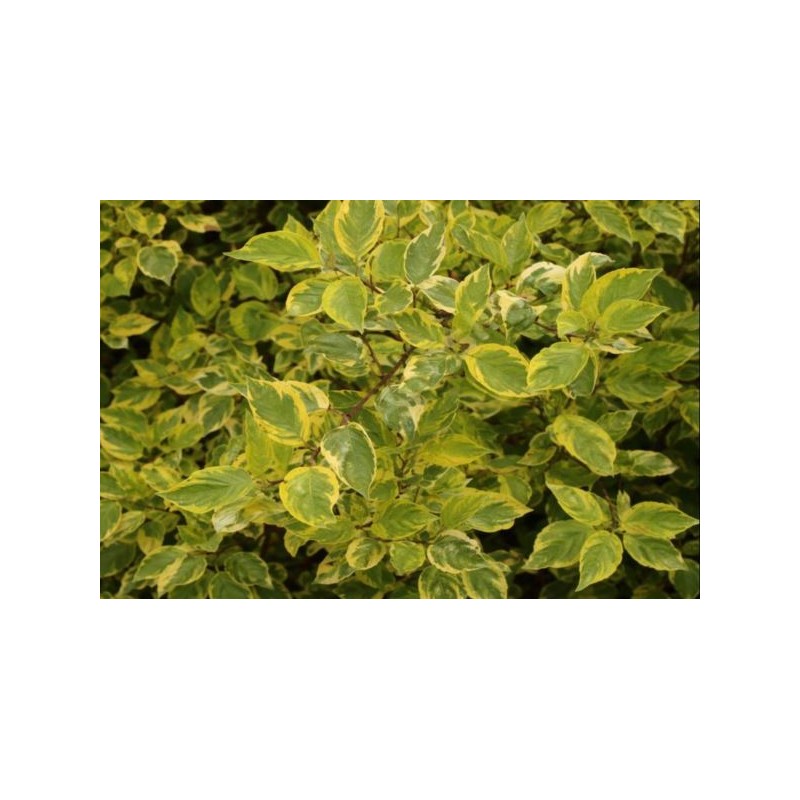 Cornus alba 'Spaethii'