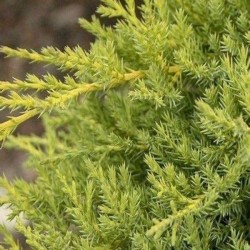 Juniperus ×pfitzeriana...