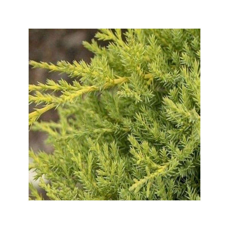 Juniperus ×pfitzeriana 'Goldkissen'
