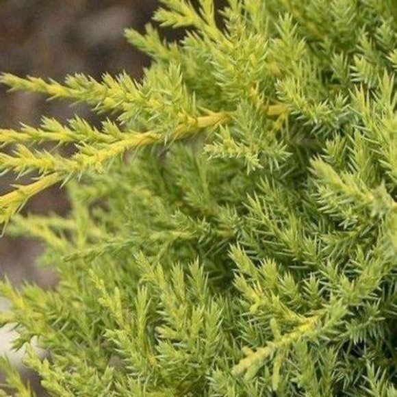 Juniperus ×pfitzeriana 'Goldkissen'
