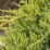 Juniperus ×pfitzeriana 'Goldkissen'