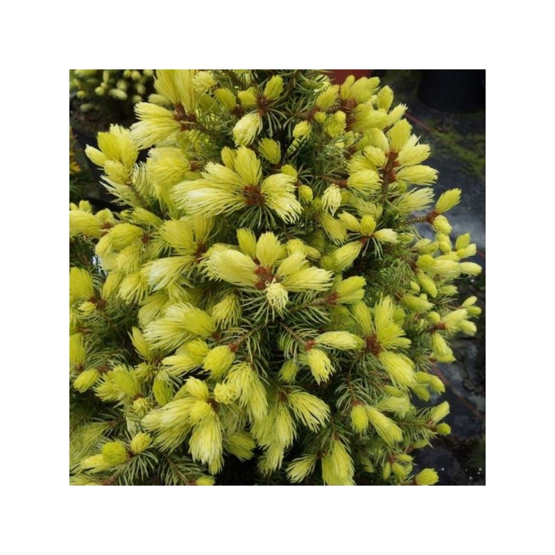 Picea glauca 'Daisy's White'