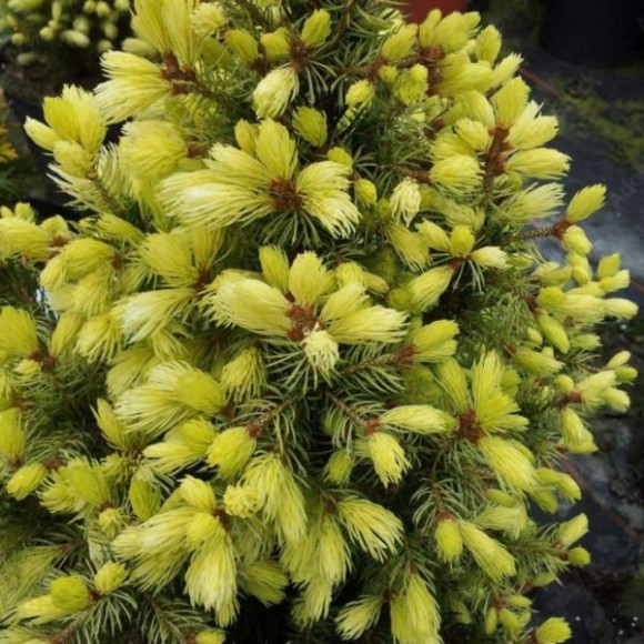 Picea glauca 'Daisy's White'
