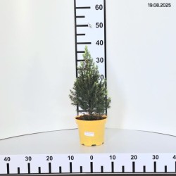 Picea glauca 'Daisy's White'