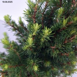Picea glauca 'Daisy's White'