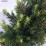 Picea glauca 'Daisy's White'