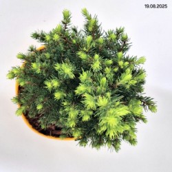 Picea glauca 'Daisy's White'