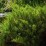 Juniperus sabina 'Tamariscifolia'