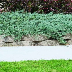 Juniperus horizontalis...