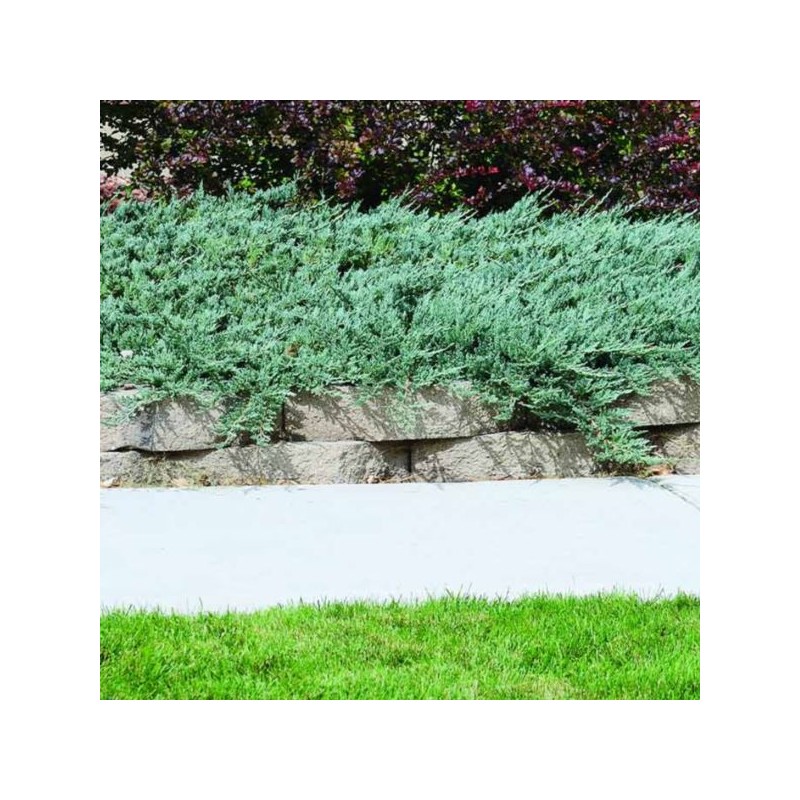 Juniperus horizontalis 'Jade River'
