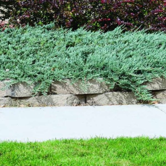 Juniperus horizontalis 'Jade River'