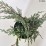 Juniperus squamata 'Blue Carpet'