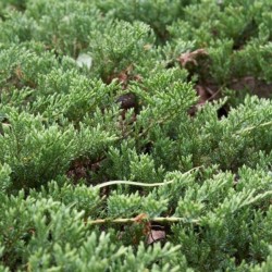 Juniperus horizontalis...