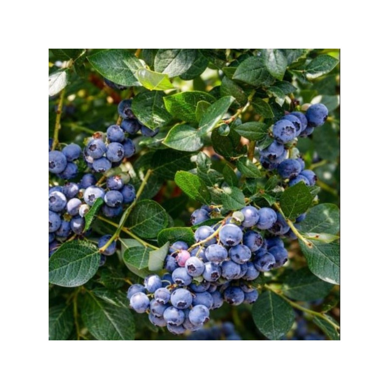 Vaccinium corymbosum 'Hannah's Choice'