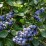 Vaccinium corymbosum 'Hannah's Choice'
