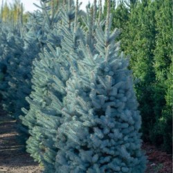 Picea pungens f. glauca Kaibab