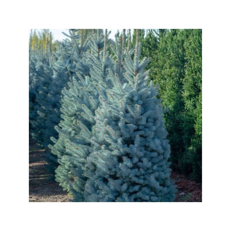 Picea pungens f. glauca Kaibab