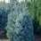Picea pungens f. glauca Kaibab
