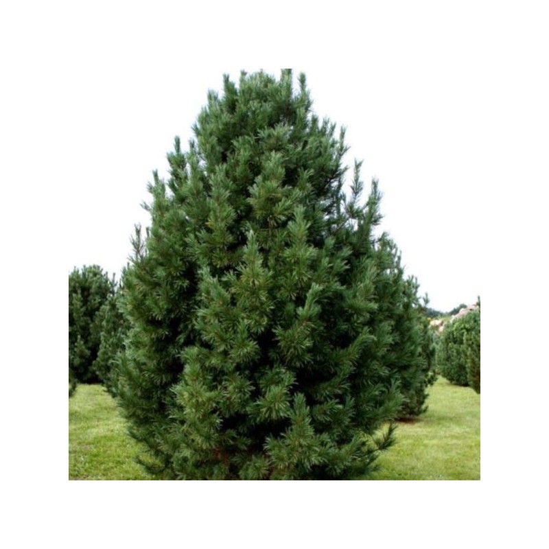 Pinus cembra
