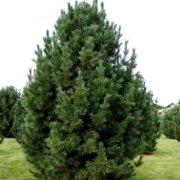 Pinus cembra
