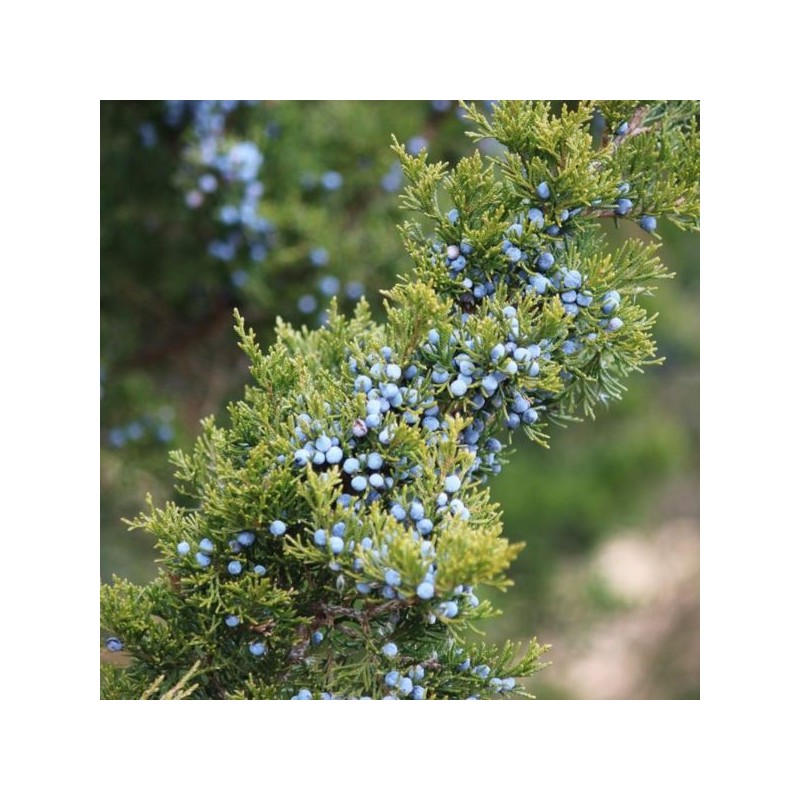 Juniperus conferta 'Blue Pacific'