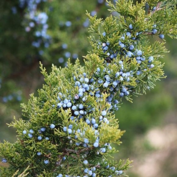 Juniperus conferta 'Blue Pacific'