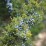 Juniperus conferta 'Blue Pacific'