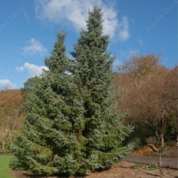 Picea omorika