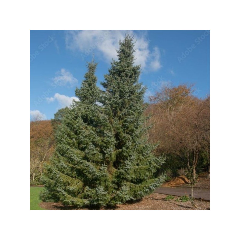 Picea omorika