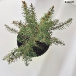 Picea omorika