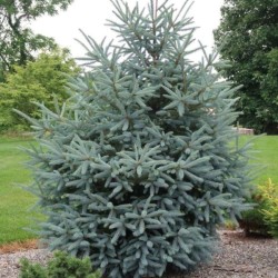 Picea glauca 'Densata'