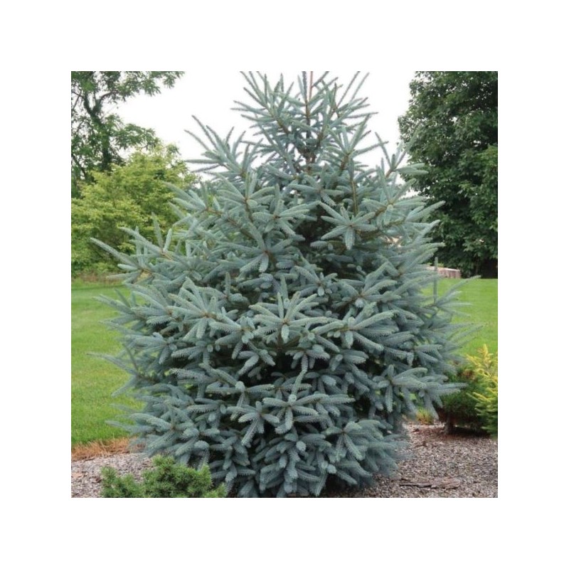 Picea glauca 'Densata'