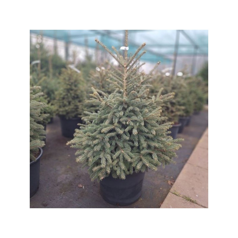 Picea glauca 'Densata'