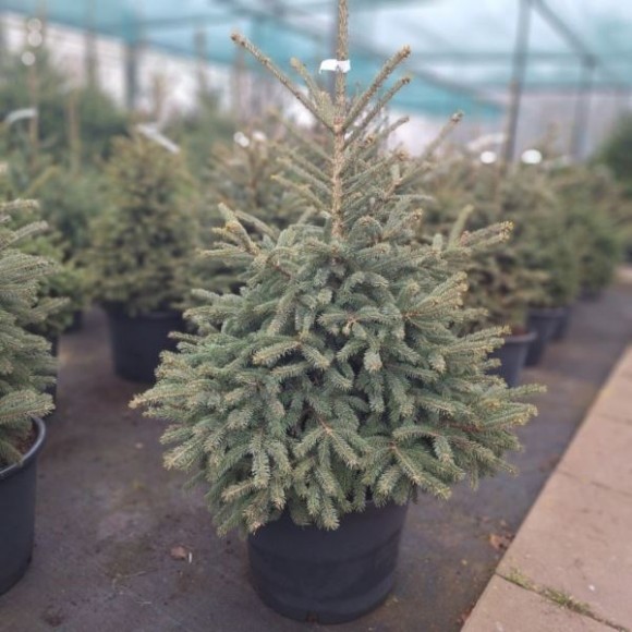 Picea glauca 'Densata'
