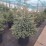 Picea glauca 'Densata'