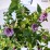 Agastache 'Black Adder'